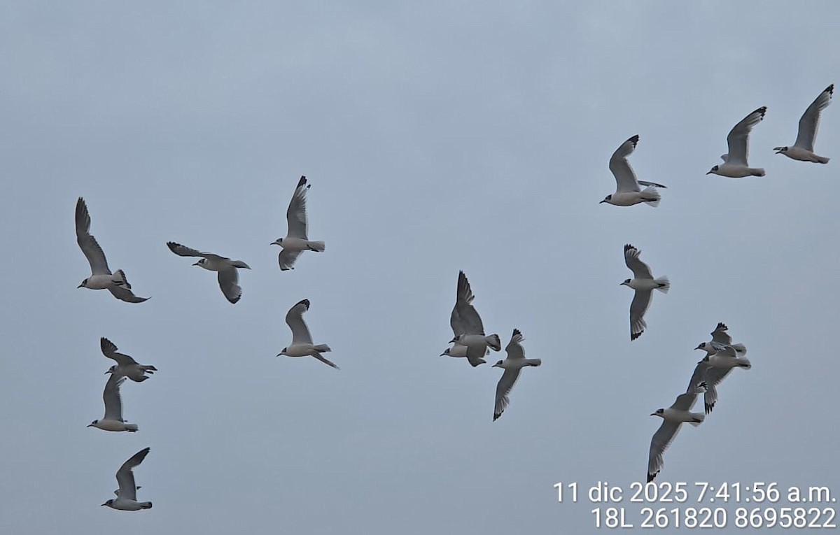 Franklin's Gull - ML646739101