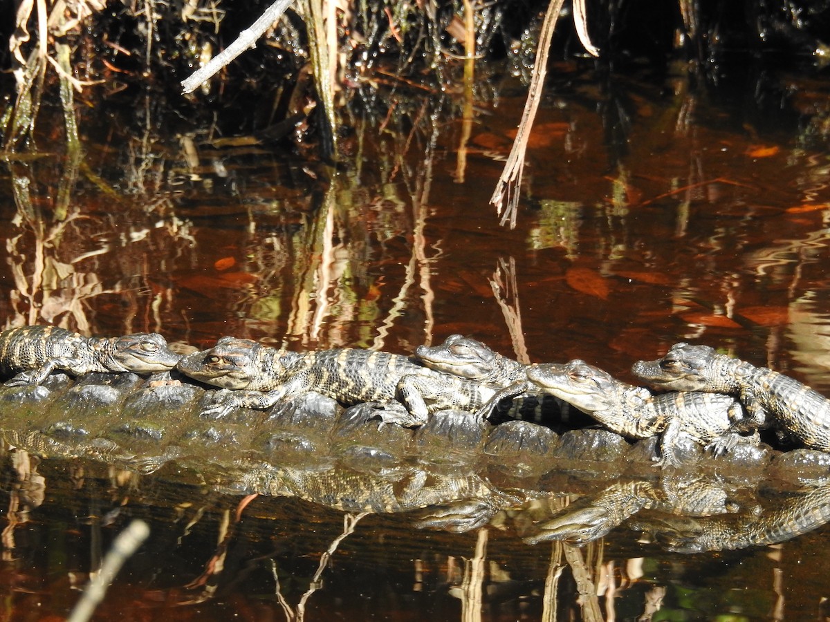 American Alligator - ML646739103