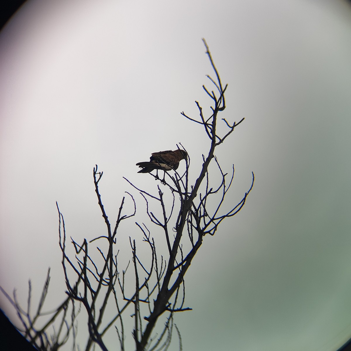 Chimango Caracara - ML646739104