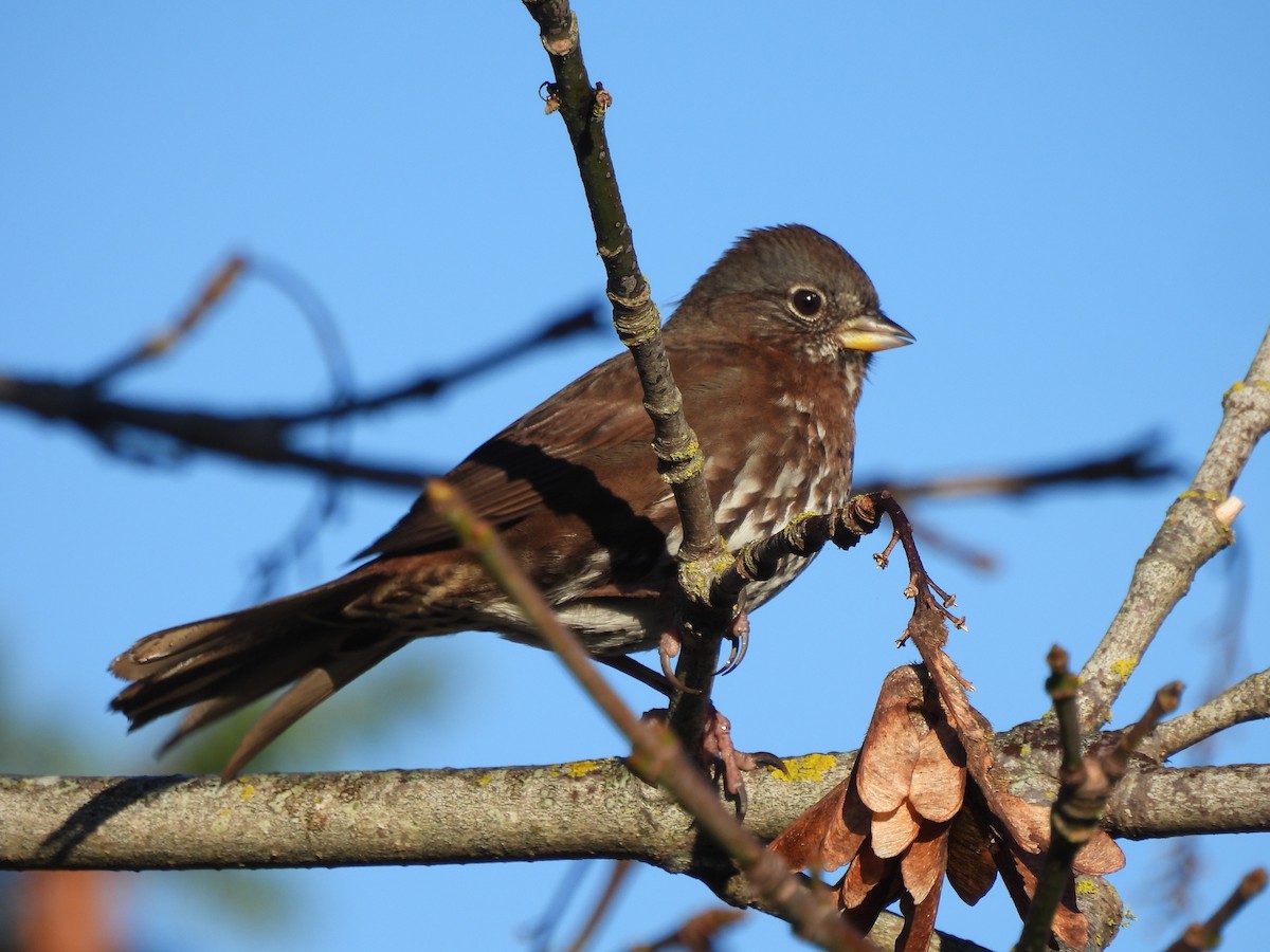 Fox Sparrow (Sooty) - ML646739106