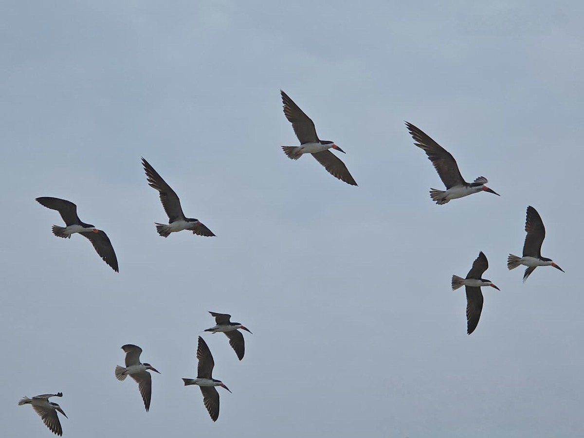 Black Skimmer - ML646739111