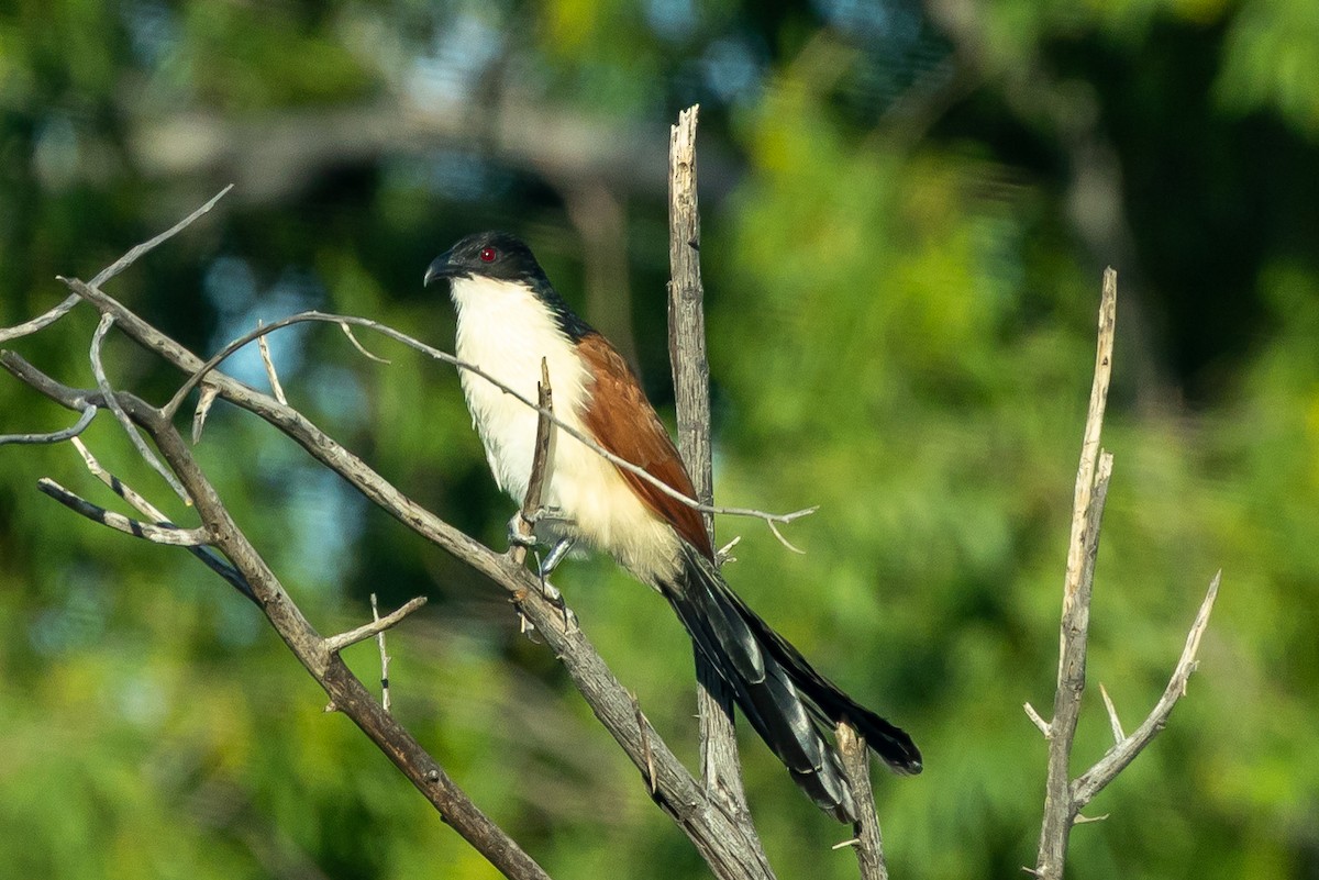 Burchell's Coucal - ML646739114