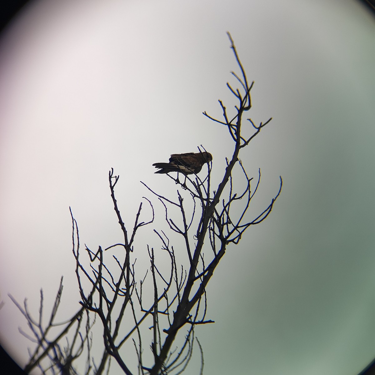 Chimango Caracara - ML646739117