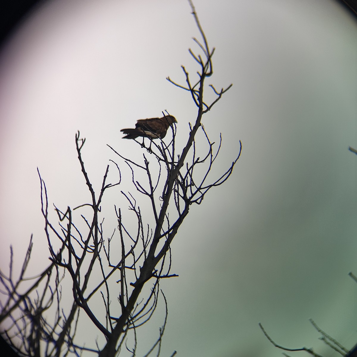 Chimango Caracara - ML646739118