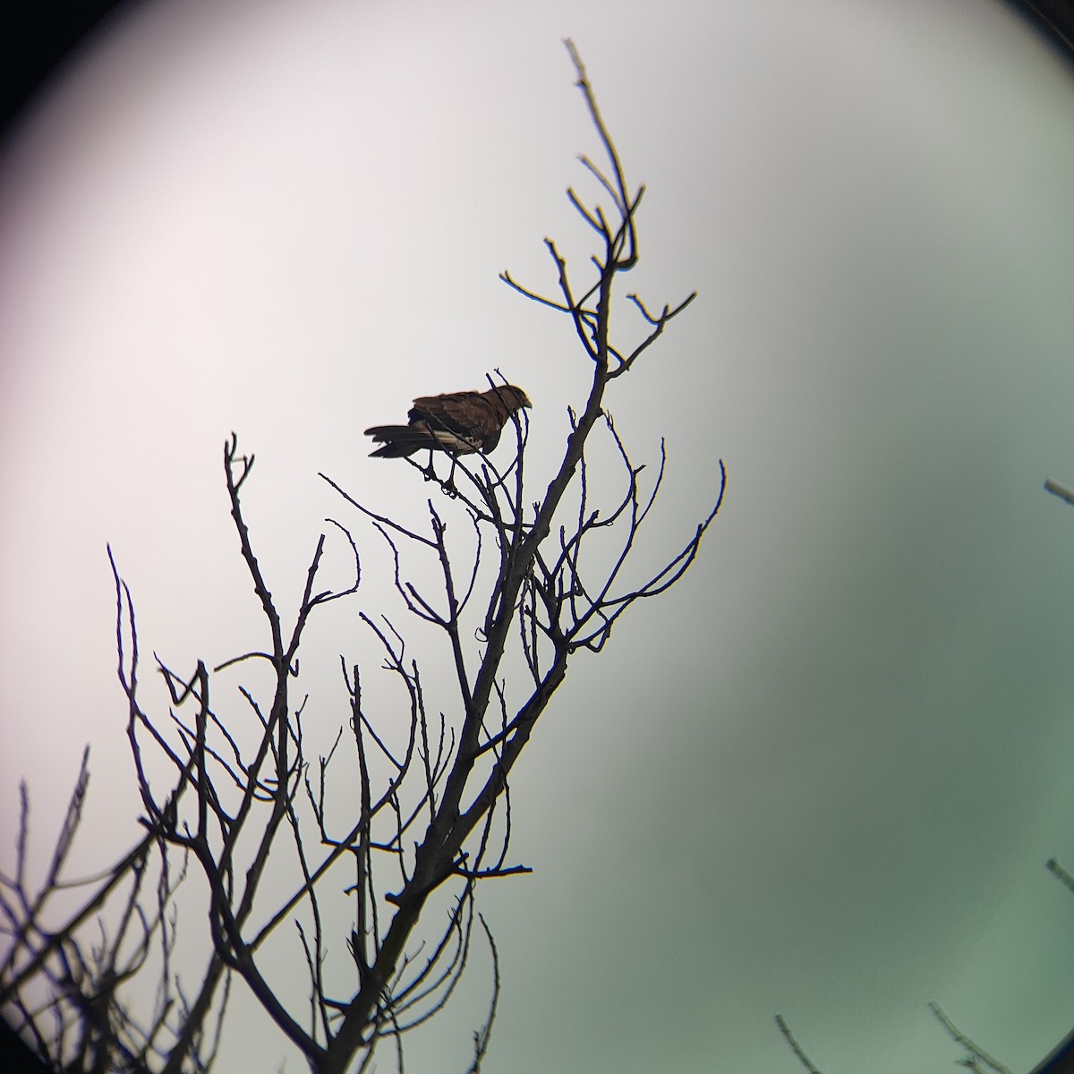 Chimango Caracara - ML646739119