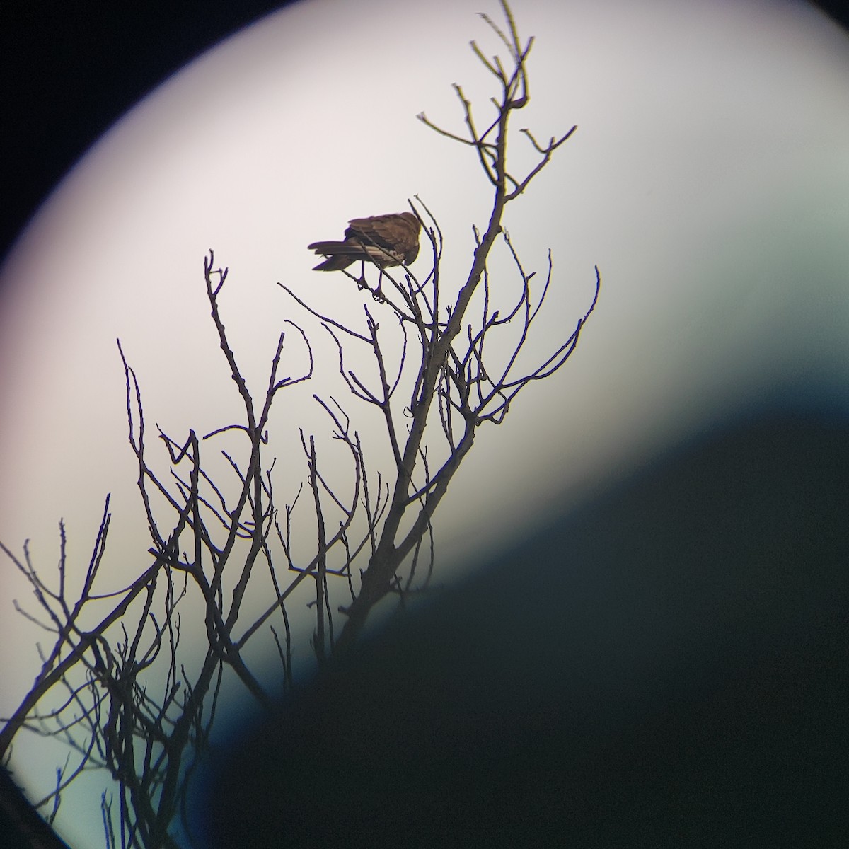 Chimango Caracara - ML646739120