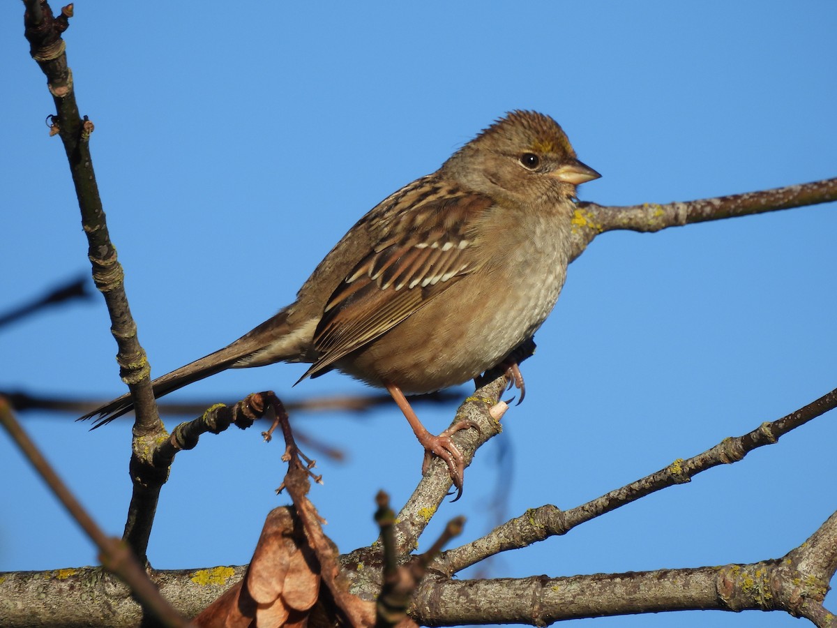 Golden-crowned Sparrow - ML646739123