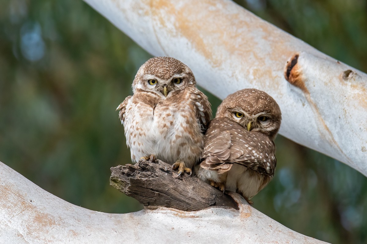 Сич брамінський - ML646739124