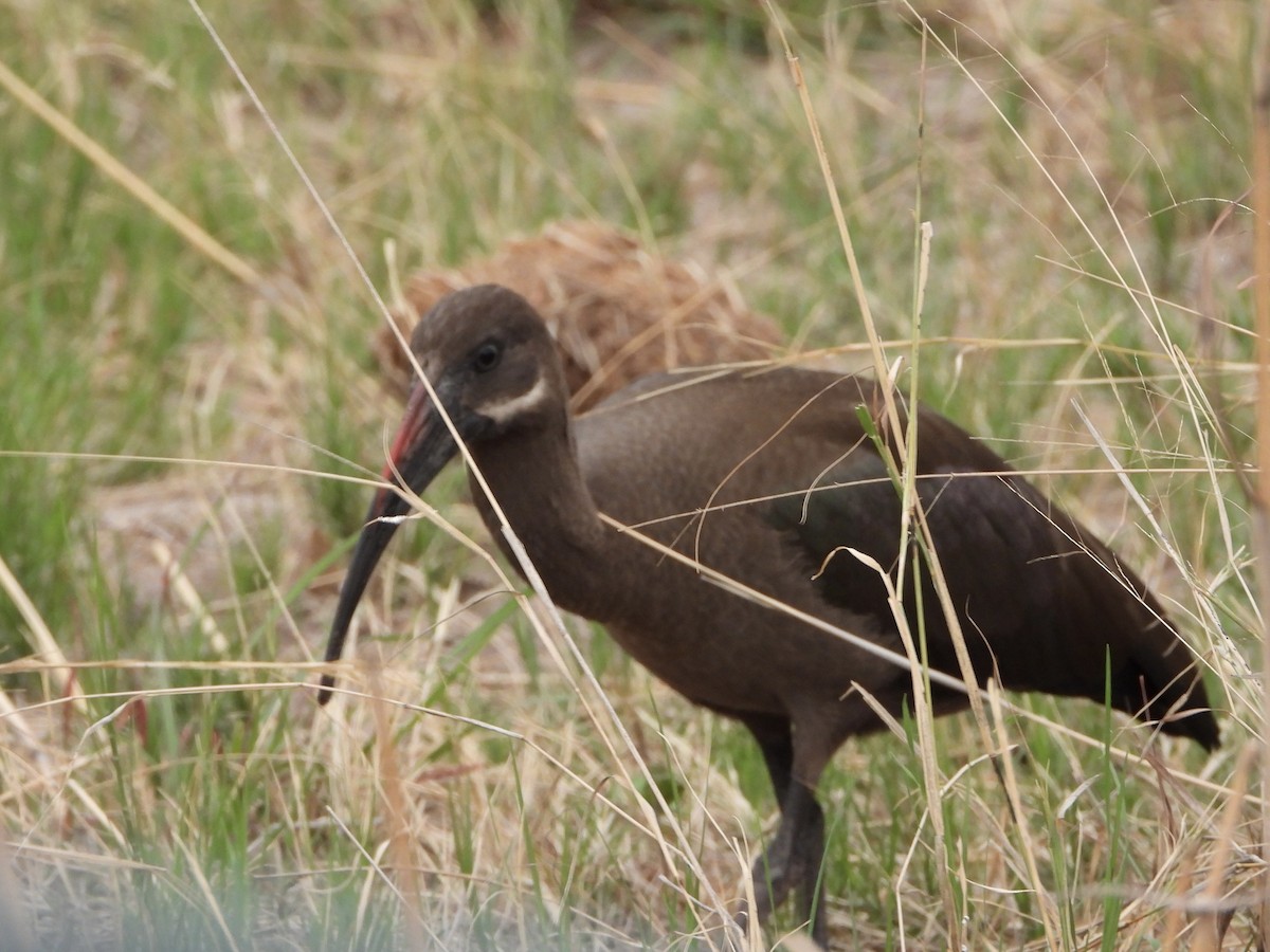 Hadada Aynağı - ML646739126