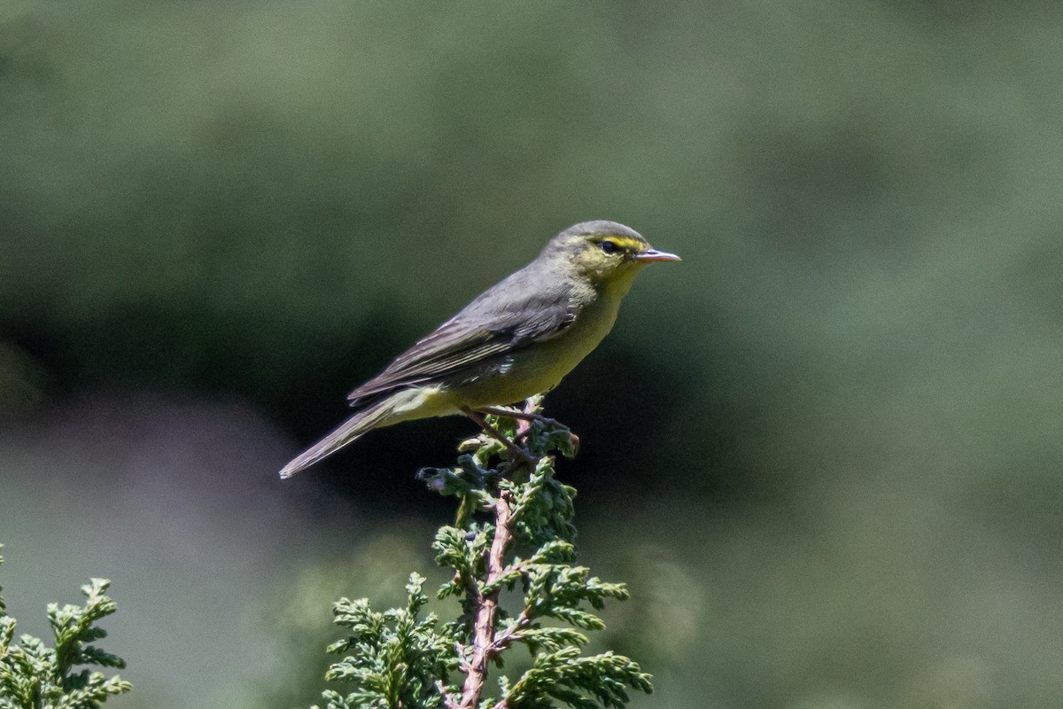 Tickell Çıvgını - ML646739129