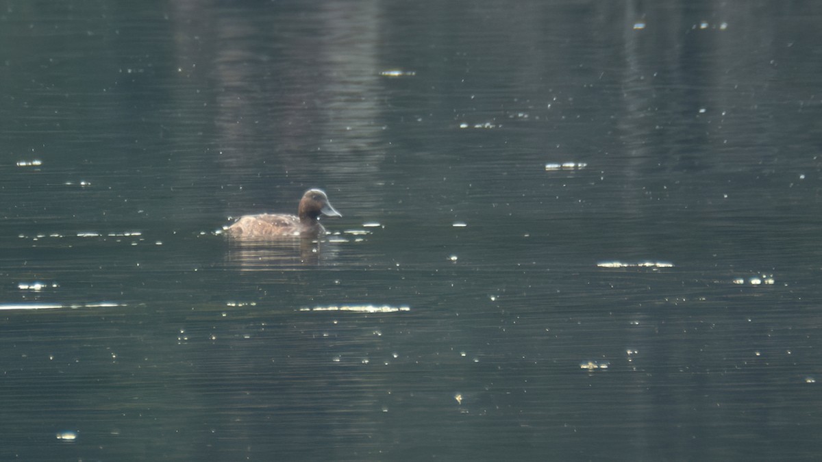 Porrón Pardo - ML646739131