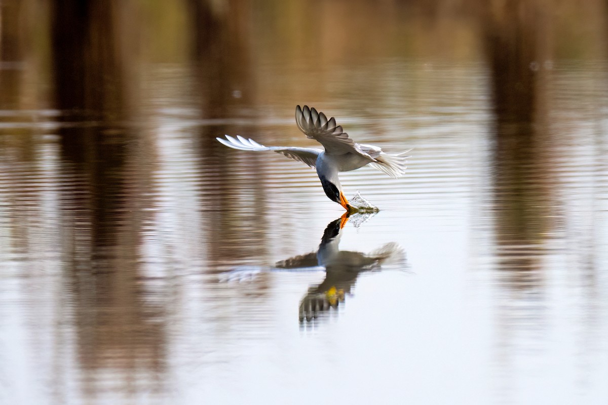 Крячок індійський - ML646739135