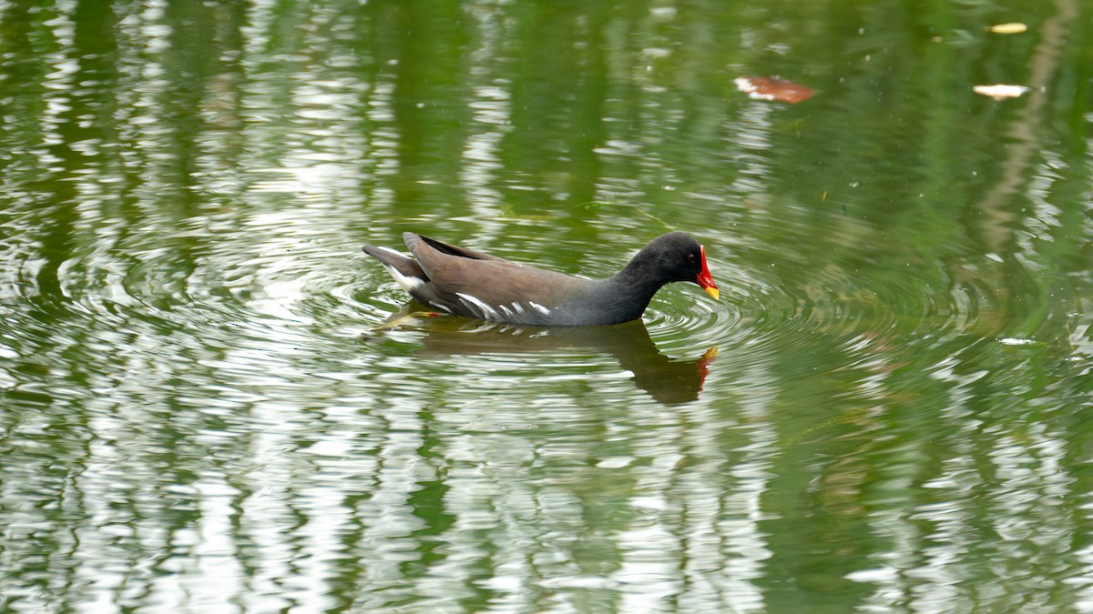 Gallineta Común - ML646739137