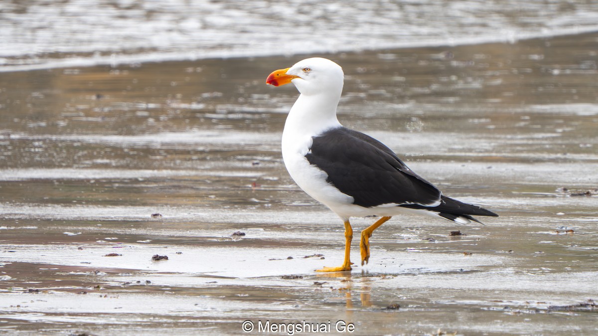 Pacific Gull - ML646739140