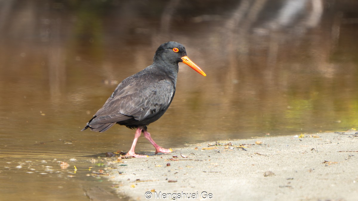 Sooty Oystercatcher - ML646739141