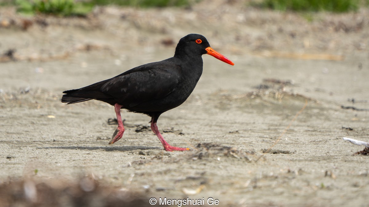 Sooty Oystercatcher - ML646739142