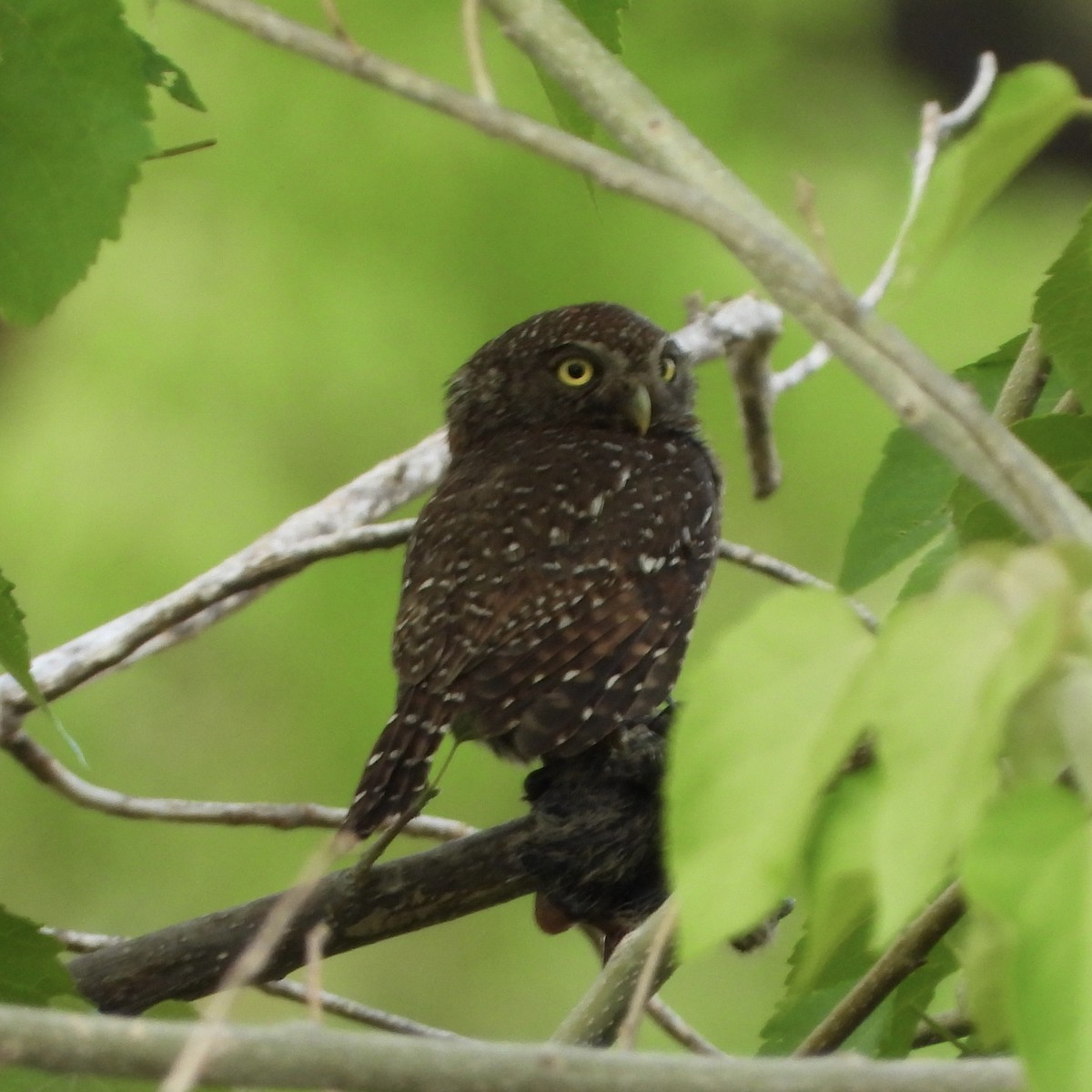 Сичик-горобець савановий - ML646739144