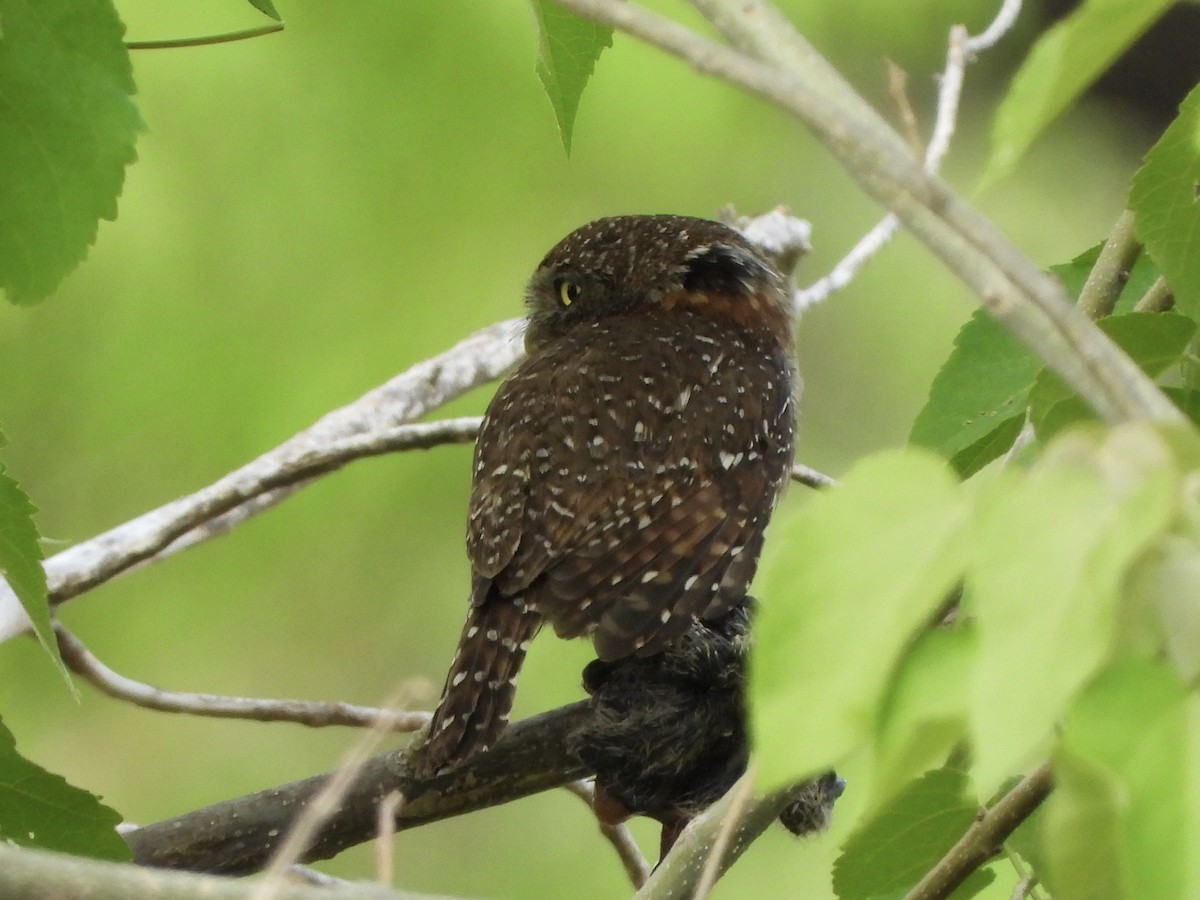 Сичик-горобець савановий - ML646739145