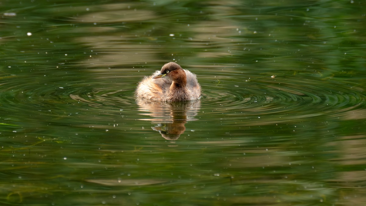 Zampullín Común - ML646739147