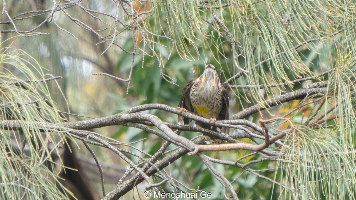 Yellow Wattlebird - ML646739148