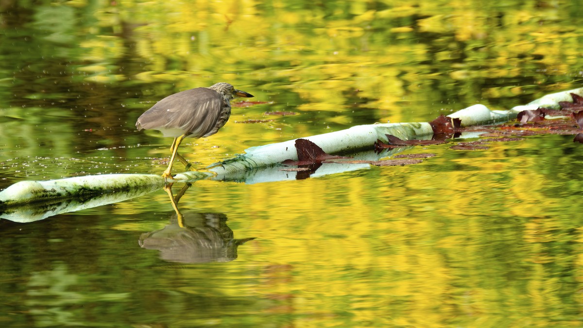 Garcilla China - ML646739150