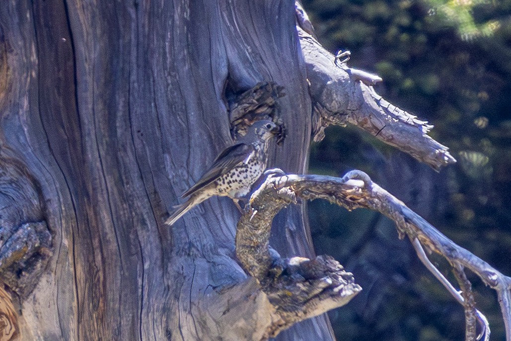 ヤドリギツグミ - ML646739151