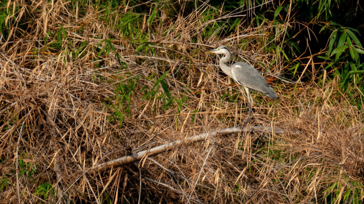 Garza Real - ML646739152