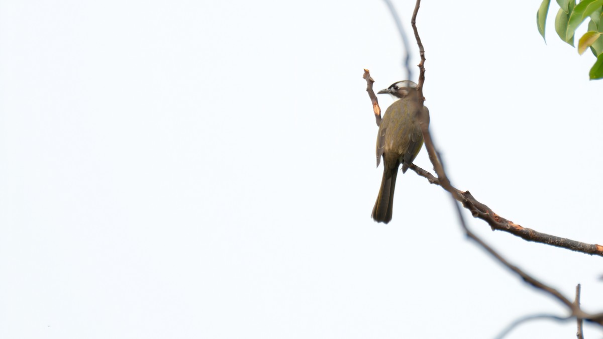 Bulbul Chino - ML646739154