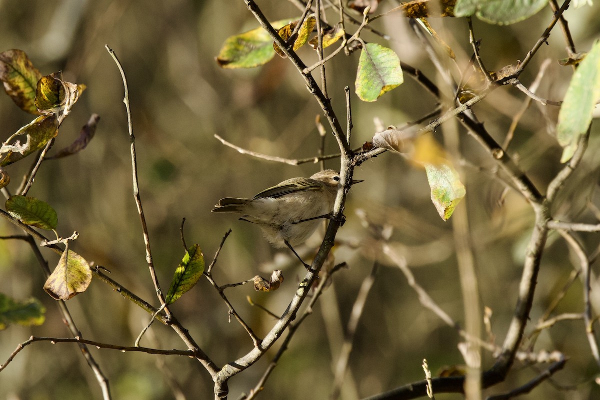Common Chiffchaff - ML646739155