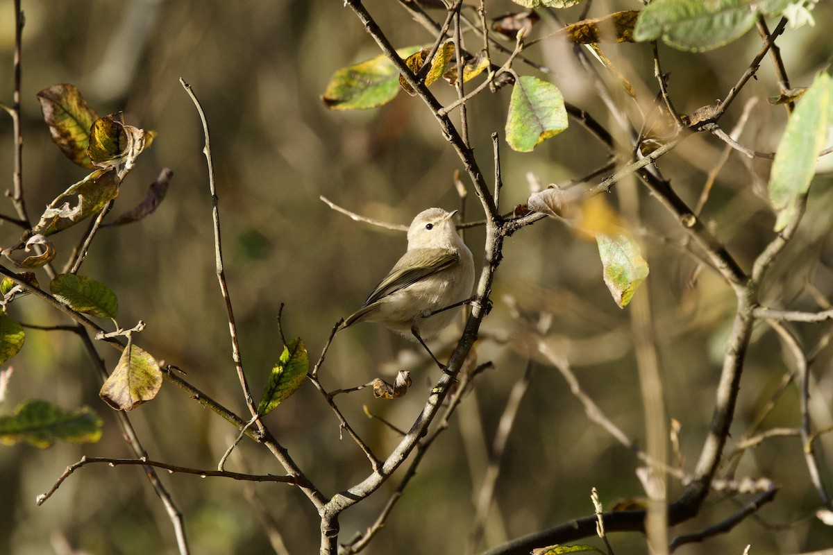 Common Chiffchaff - ML646739156