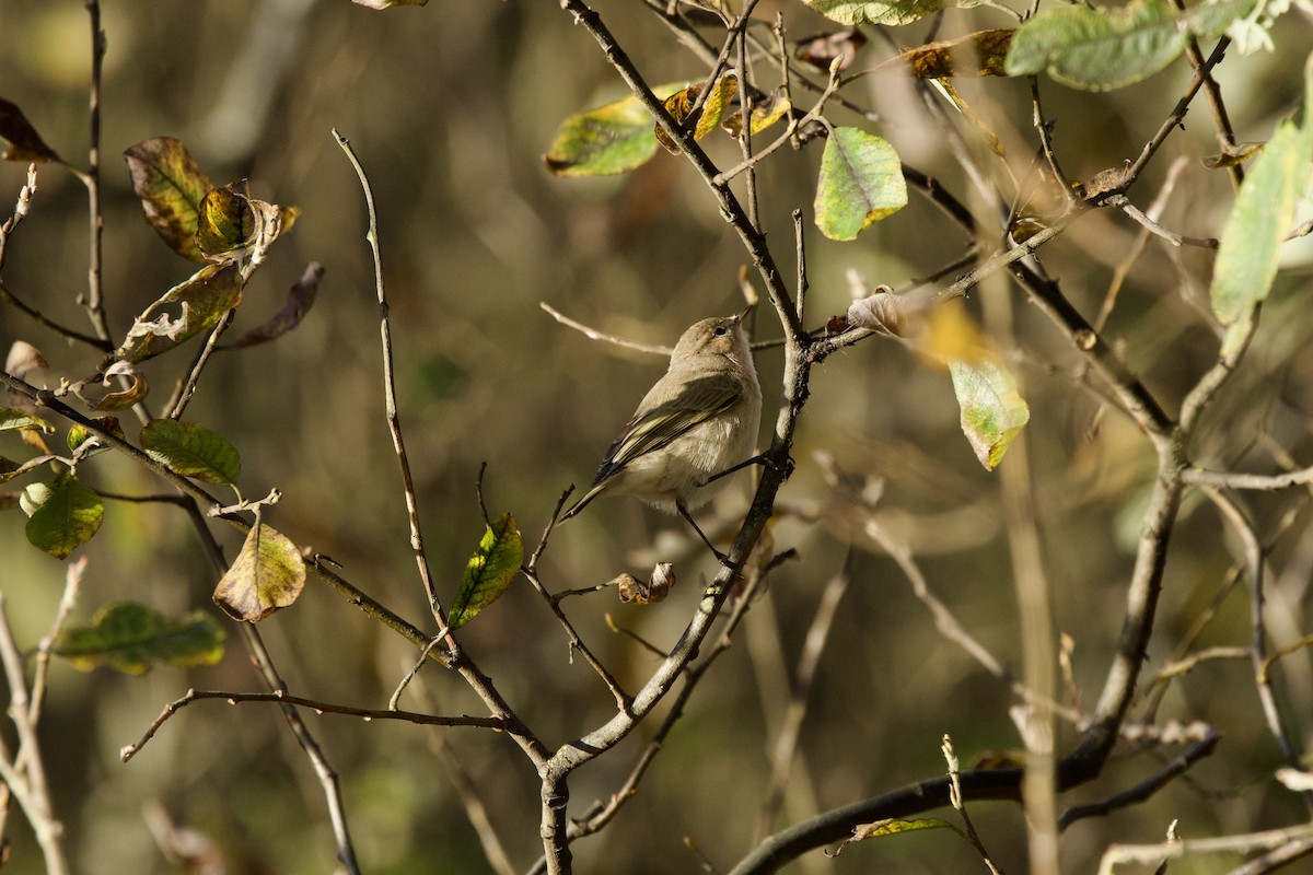 Common Chiffchaff - ML646739157
