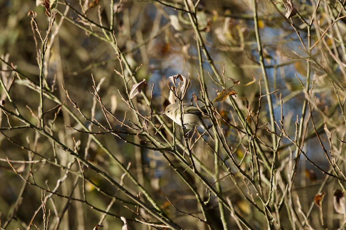Common Chiffchaff - ML646739158
