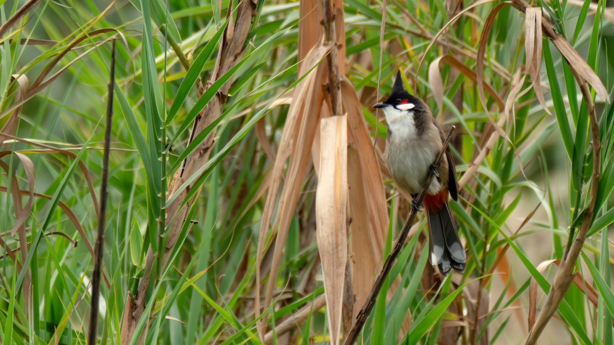 Bulbul Orfeo - ML646739160