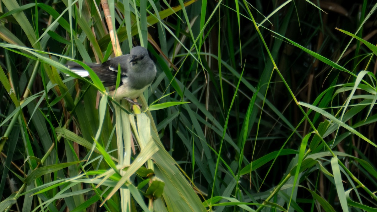 Shama Oriental - ML646739165