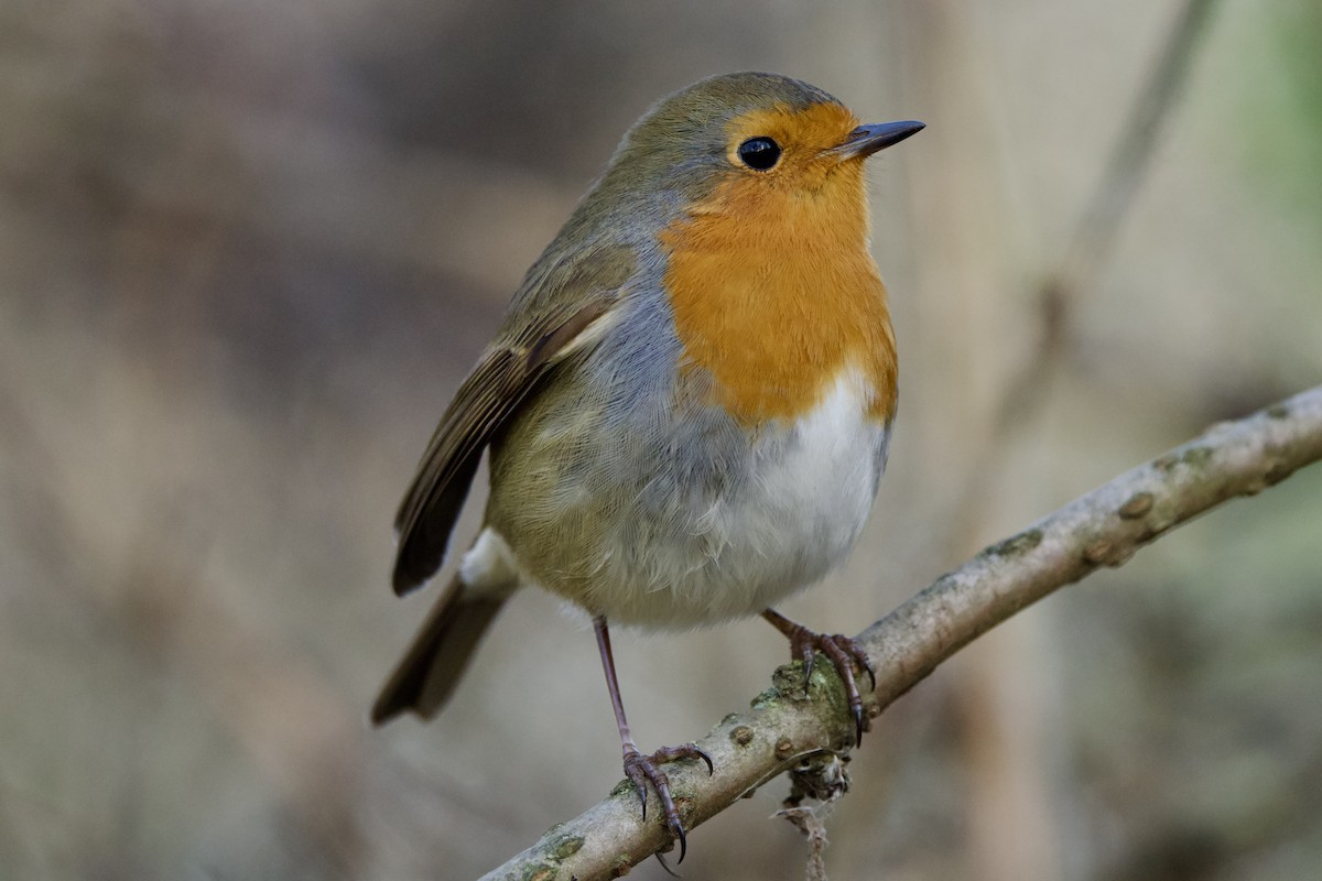 European Robin - ML646739166
