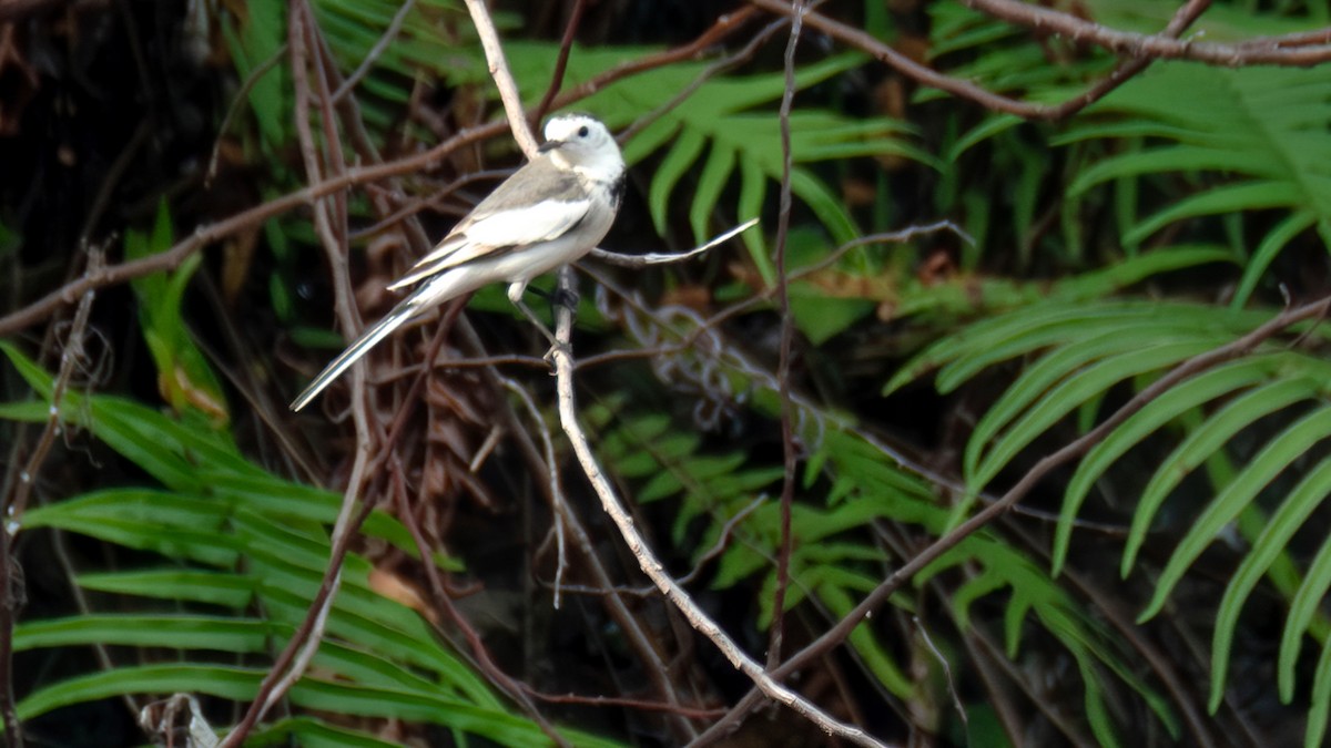 Lavandera Blanca - ML646739168