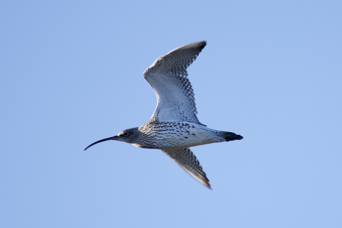 Eurasian Curlew - ML646739172