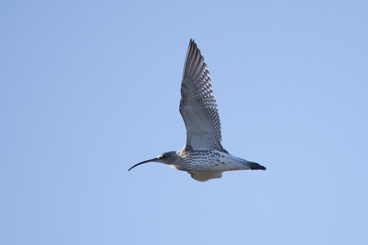 Eurasian Curlew - ML646739173