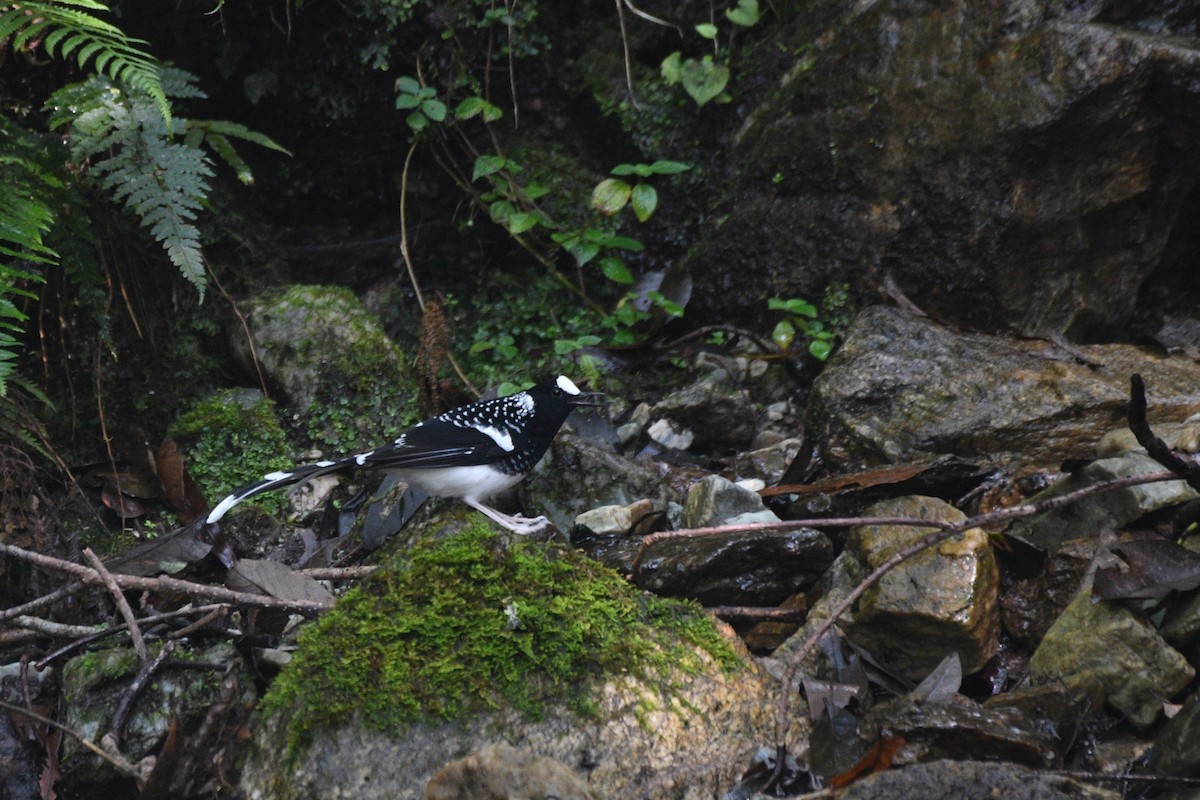 Spotted Forktail - ML646739174
