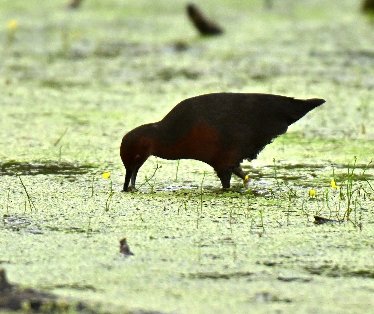 Ruddy-breasted Crake - ML646739184