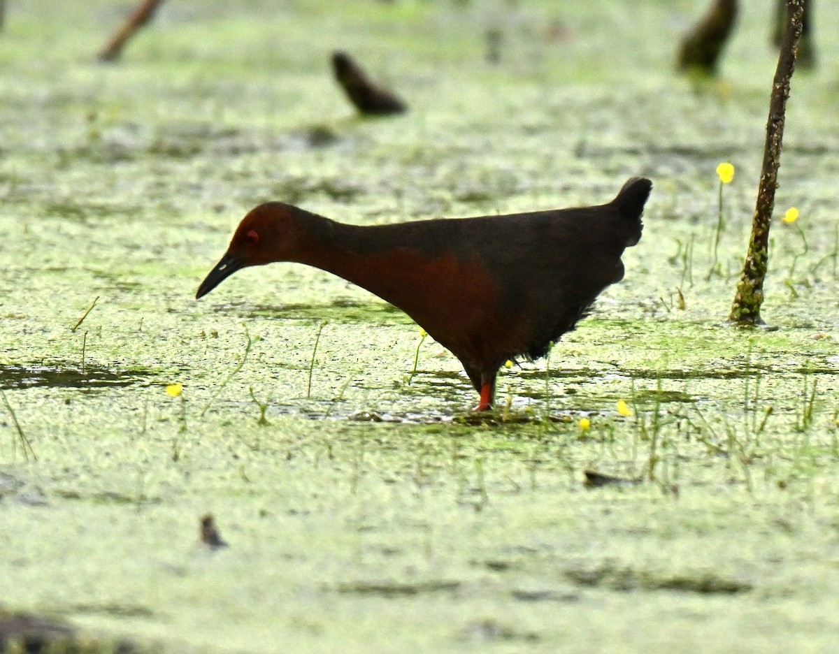 Ruddy-breasted Crake - ML646739185