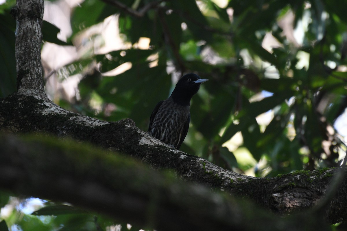 Maroon Oriole - ML646739187