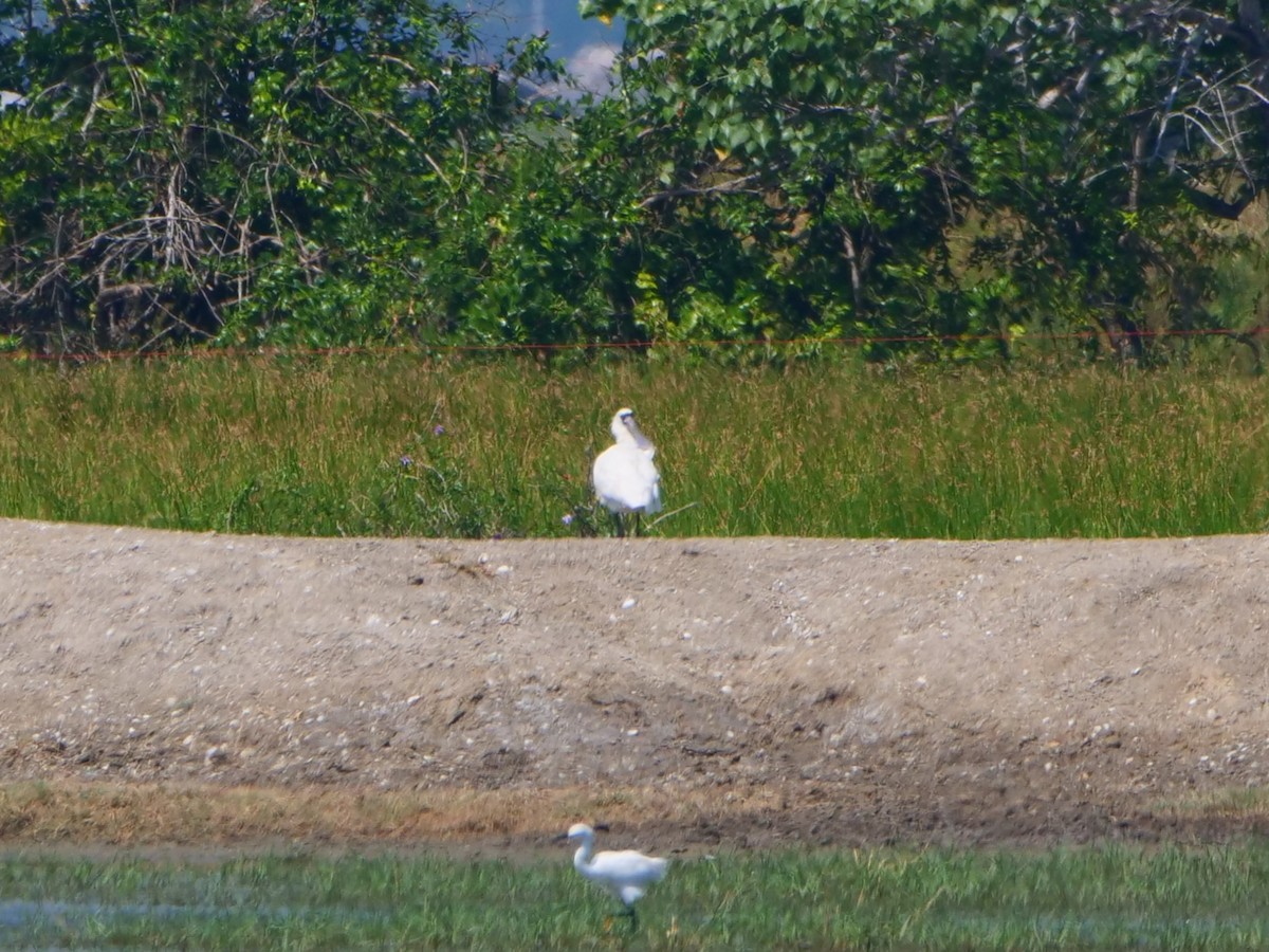 Black-faced Spoonbill - ML646739188