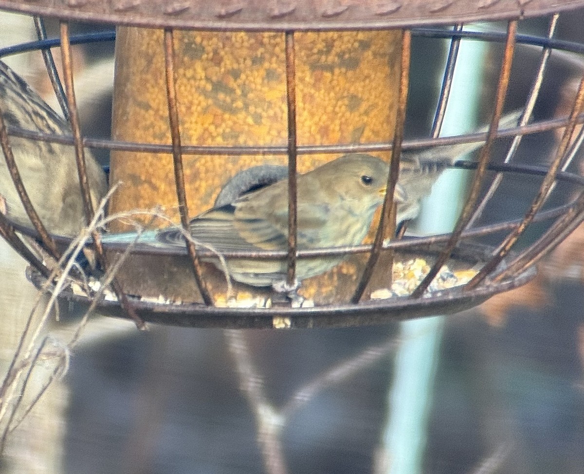 Indigo Bunting - ML646739191