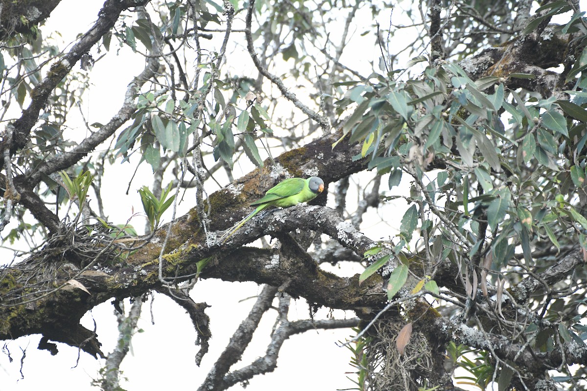 Slaty-headed Parakeet - ML646739194