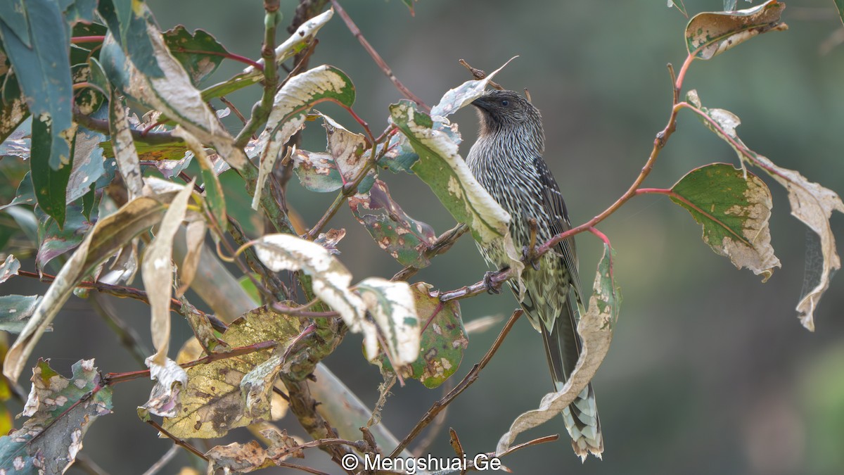 Little Wattlebird - ML646739198