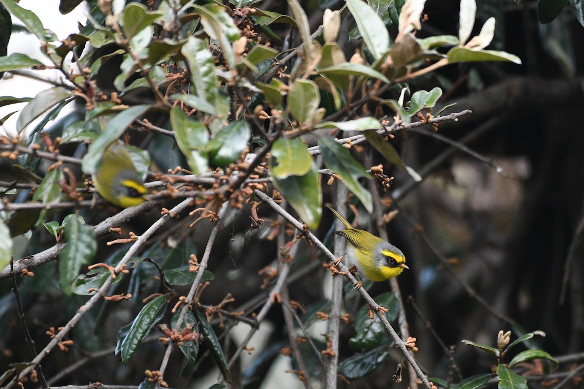 Black-faced Warbler - ML646739199