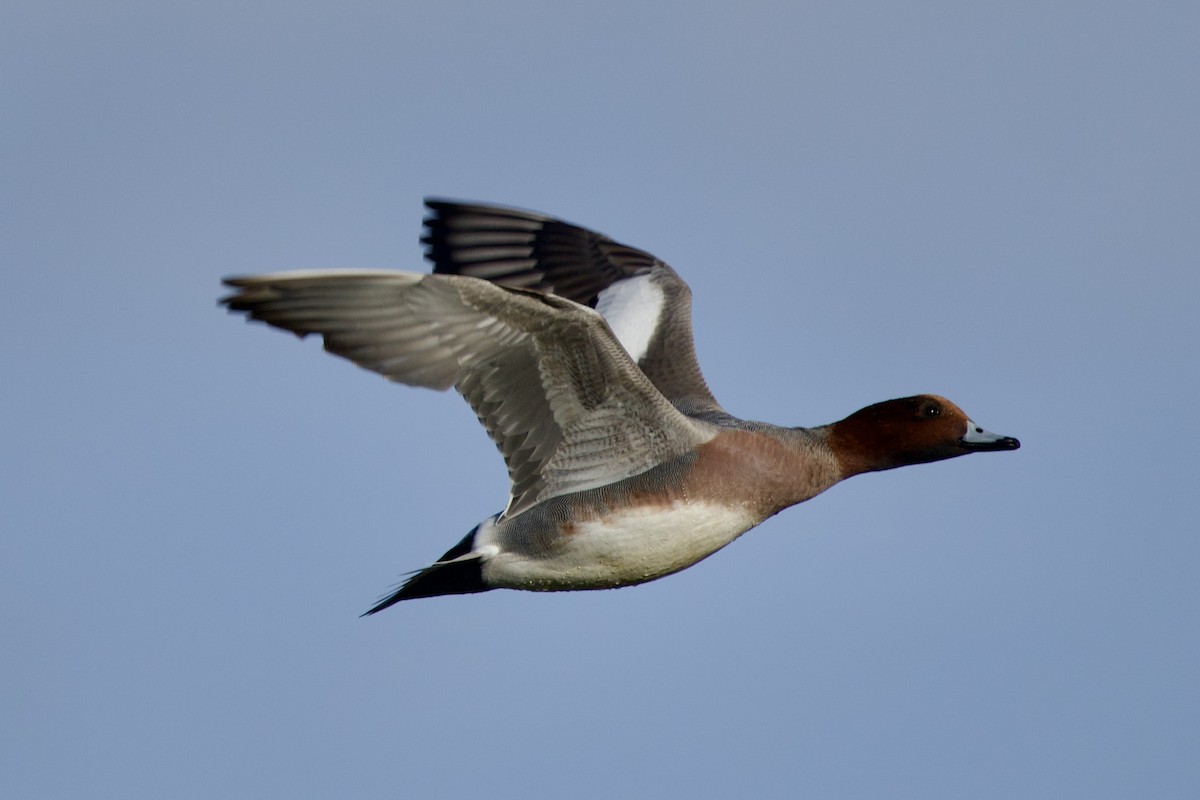 Ahate txistulari eurasiarra - ML646739200