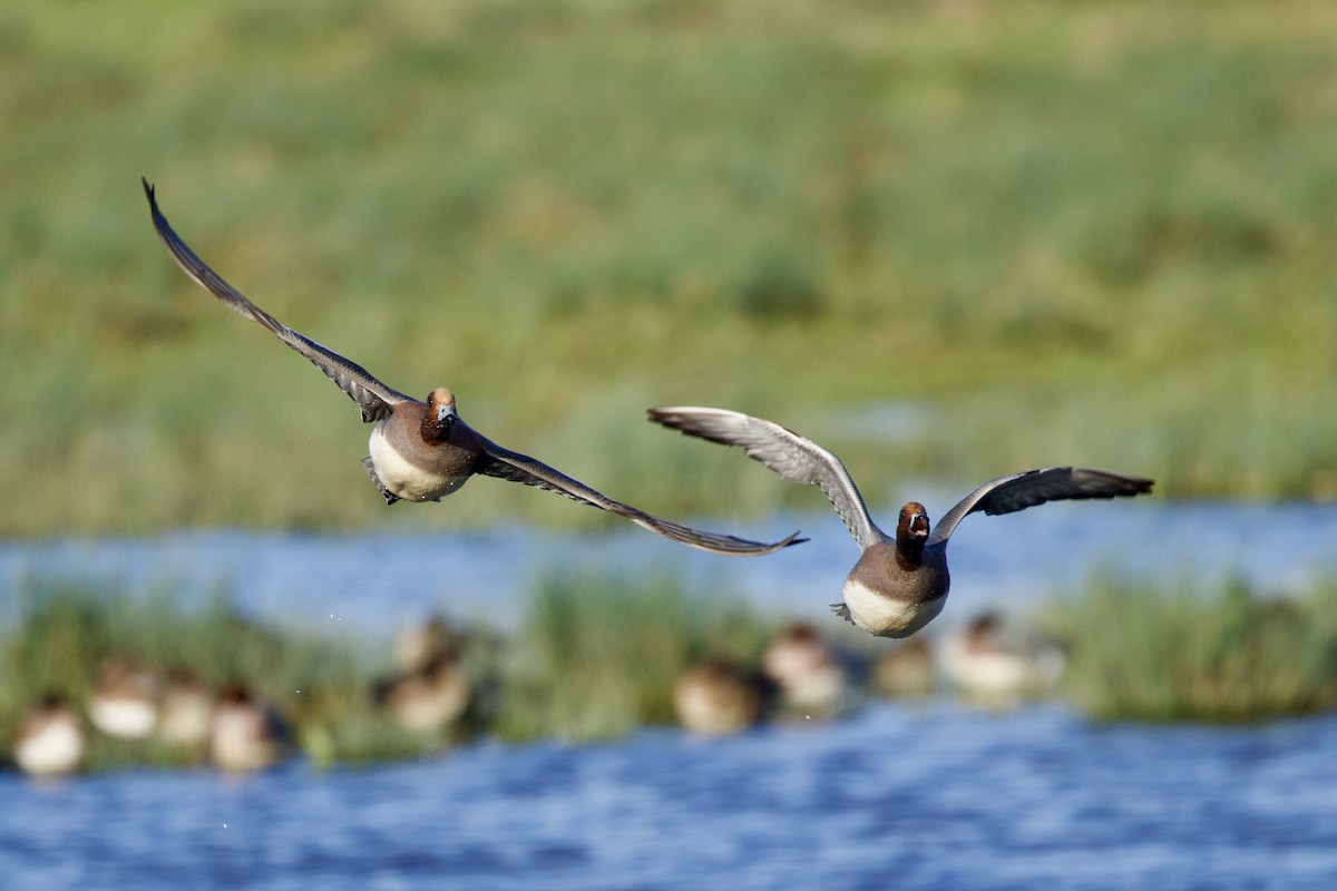 Ahate txistulari eurasiarra - ML646739201