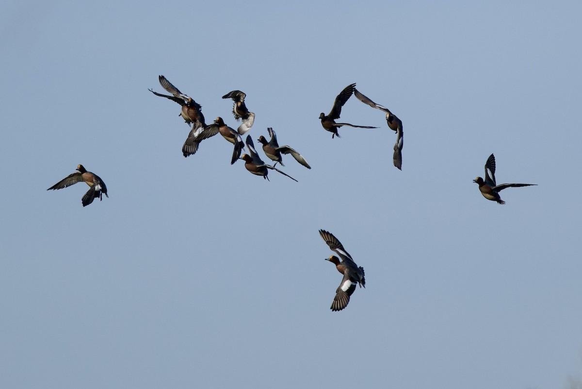 Ahate txistulari eurasiarra - ML646739202